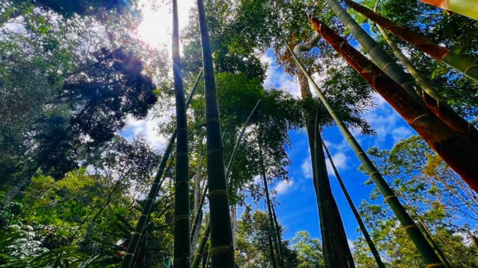 Bamboo Dale Resort, Munnar Exteriér fotografie